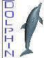 Dolphin-zxys